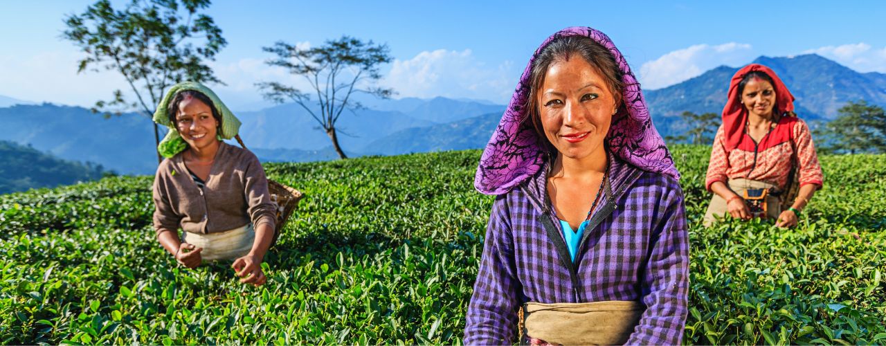 Teeanbaugebiete in Indien (Teil 2)