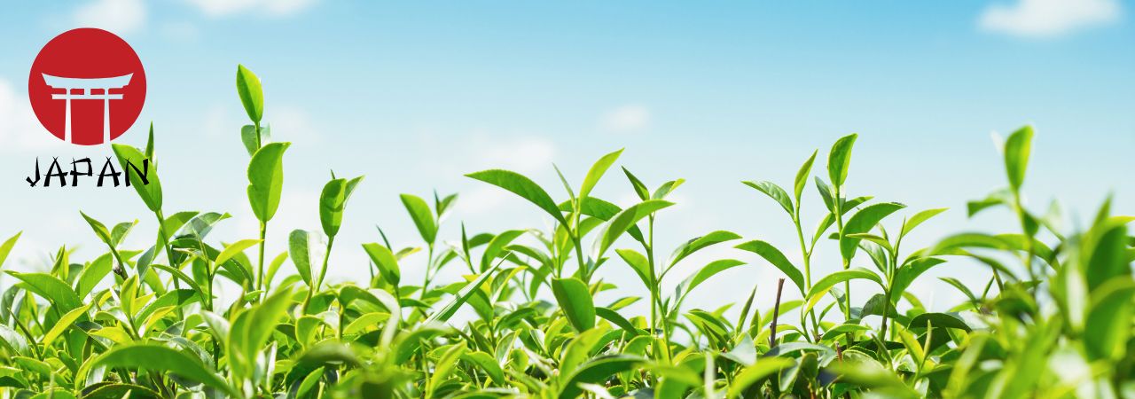 Blogbanner Shincha 14