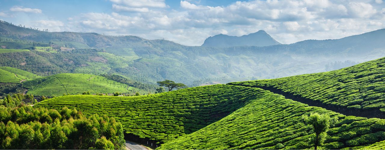 Ungewisse Aussichten in Darjeeling - Unruhen  halten weiter an