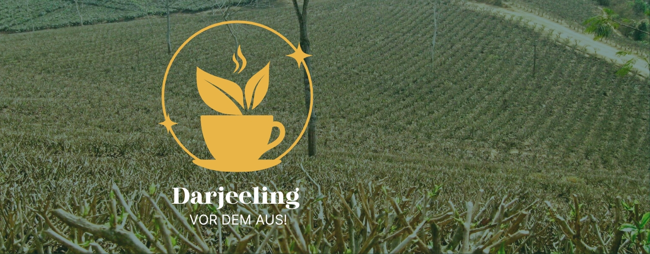 Darjeelings Tee-Anbau im Wandel – ein bedrohtes Erbe