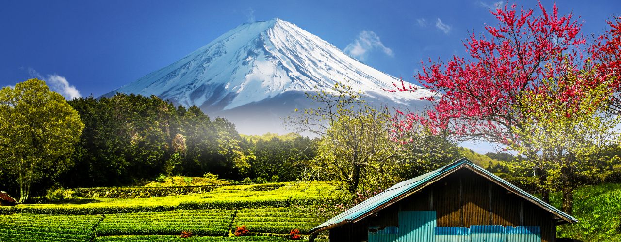 Teeanbaugebiete in Japan (Teil 1)