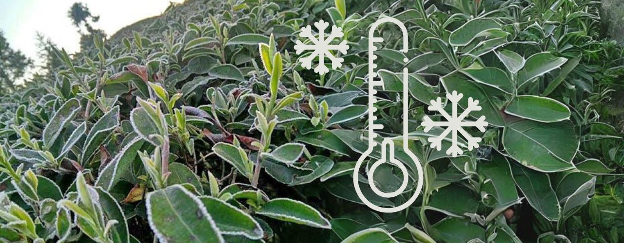 Weißer Tee 2018 - keine gute Prognose